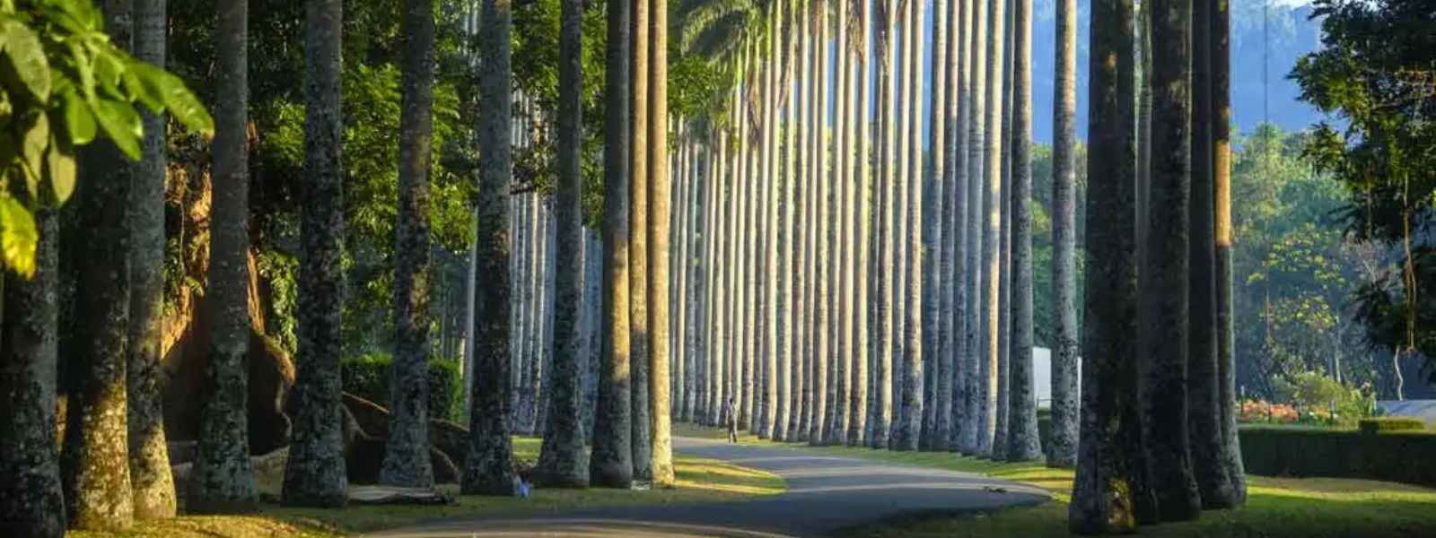 උද්භිද උද්‍යාන ආදායම රුපියල් බිලියනය ඉක්මවයි